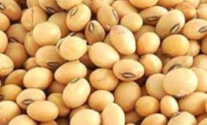 Soyabean NON GMO